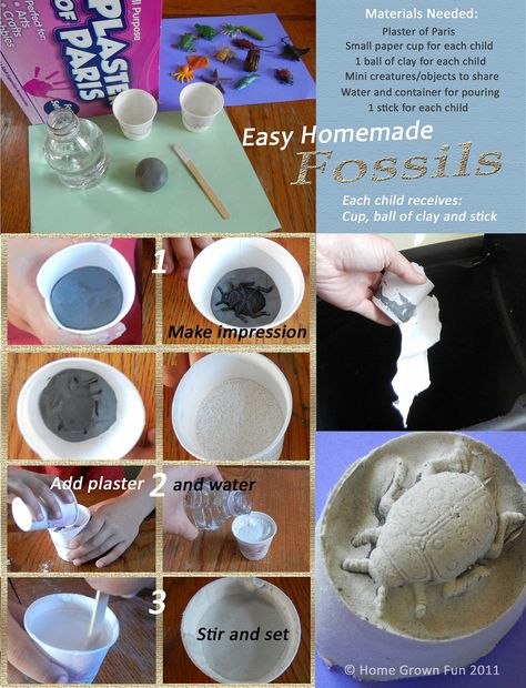 How to make homemade fossils- for the sensory table! Fossils Activities, 4th Grade Science, Cute Video, Home Grown, Science Classroom, Science Fair, How To Make Homemade, Toys For Kids, Science Lessons