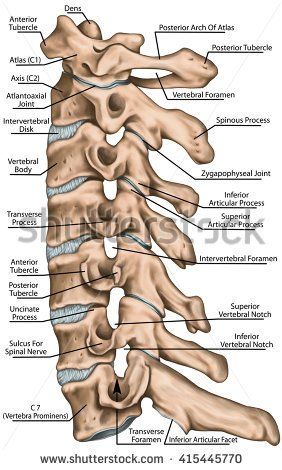 Cervical spine structure, vertebral bones, cervical bones, anatomy of human bone system, human skeletal system, vertebral morphology, lateral view Xray Anatomy, Vertebral Column, Skeleton Anatomy, Cervical Vertebrae, Human Body Anatomy, Human Skeleton, Body Anatomy, Types Of Cancers, Anatomy And Physiology