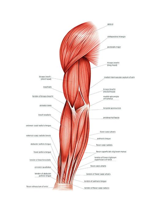 Arms Muscles Anatomy, Female Arm Muscles, Upper Arm Anatomy, Arm Photograph, Arms Anatomy, Anatomy Arm, Human Anatomy Picture, Anatomy Muscles, Body Muscle Anatomy