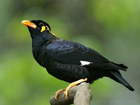 The common hill myna (Gracula religiosa), sometimes spelled "mynah" and formerly simply known as hill myna, is the myna bird most commonly seen in aviculture, where it is often simply referred to by the latter two names. It is a member of the starling family (Sturnidae), resident in hill regions of South Asia and Southeast Asia Burung Beo, State Birds, Paws And Claws, Colorful Bird, All Birds, Starling, Colorful Birds, South Asia, Bird Feathers