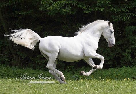 Stunning Lippizaner stallion runs in a field in Germany #carolwalker #wildhoofbeats #horse #lippizanerstallions #lippizaner… Lipizzaner Horse White, Lippizan Horse, Lippizaner Horses, Lipizzaner Horse, Horse In Field, Horse Field, Lippizaner, Horse Running, Pony Breeds