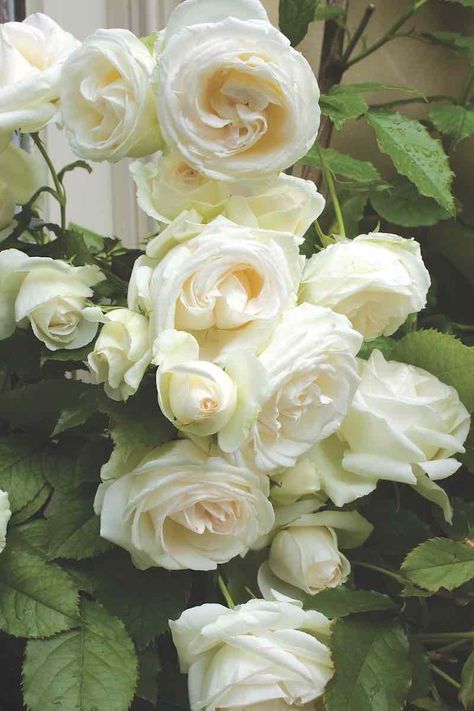 White Roses Aesthetic, French Attitude, White Garden Roses, Roses Photography, Roses Aesthetic, Sweet Candles, English Country Gardens, White Garden, Rose Photography