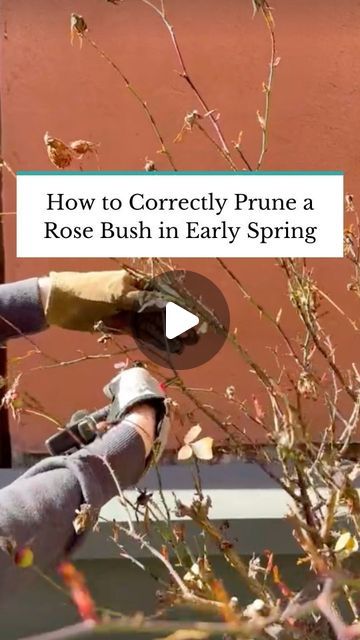 The Spruce on Instagram: "Spring is the ideal time to prune your rose bush to encourage new growth, reduce the chances of fungal disease, and other benefits. Tap the link in our bio for our step-by-step guide to pruning roses like an expert. 🌹#TheSpruce #flowergarden #rose #springgarden #gardening #gardeningtips" How To Prune Roses, Pruning Roses Spring, Pruning Rose Bushes, Pruning Roses, The Spruce, Rose Bush, Old Rose, Small Rose, New Growth