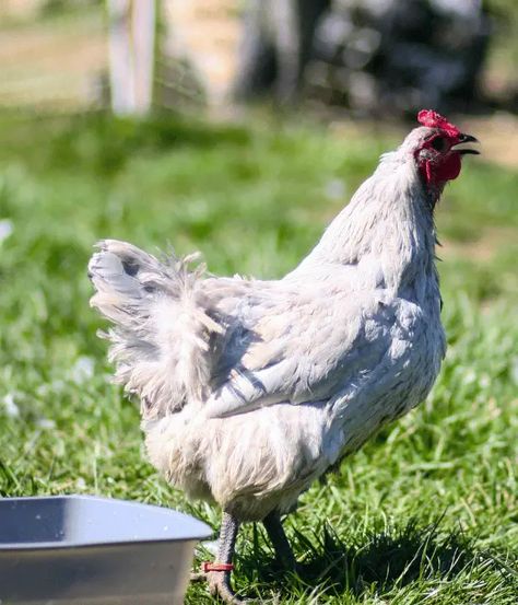 Lavender Orpington Chickens: Eggs, Color, Size, Lifespan, Care, Pictures Lavender Orpington Chickens, Lavender Orpington, Lavender Chicken, Orpington Chickens, Chicken Pictures, Chicken Breeds, Coloring Eggs, Lavender Color, Lavender