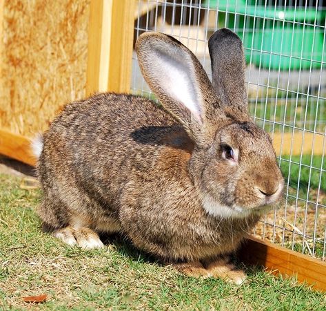 Flemish Giant Rabbit - Everything You Need to Know Giant Flemish Rabbit, Giant Rabbit Breeds, Flemish Rabbit, Meat Rabbits Breeds, Raising Rabbits For Meat, Flemish Giant Rabbit, Giant Rabbit, Meat Rabbits, Flemish Giant