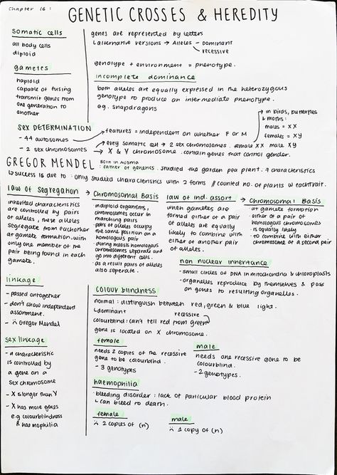 Genetics And Heredity Notes, Biology Notes Genetics, Genetics Notes Biology Class 12, Mendelian Genetics Notes, Geneticist Aesthetic, Genetics Notes Biology, Heredity Notes, Genetics Aesthetic, Genetics Notes