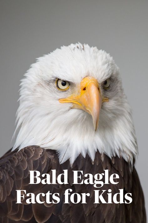 Bald Eagle Crafts For Kids, Eagle Crafts For Preschool, Eagle Crafts For Kids, Bald Eagle Craft, Facts About Birds, Montessori Space, Eagle Facts, Safari Vbs, Kids Facts