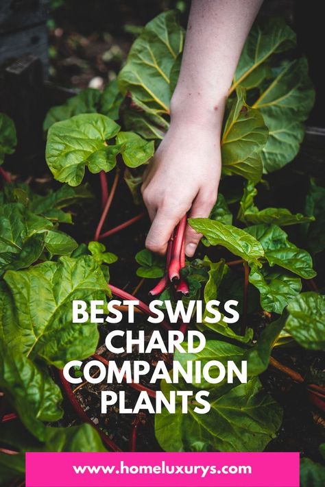 Raise Garden Bed, Swiss Chard Plant, Irrigation System Design, Raised Container Garden, Companion Planting Guide, Wood Raised Garden Bed, Vegetable Garden Beds, Garden Companion Planting, Drip Irrigation Kit