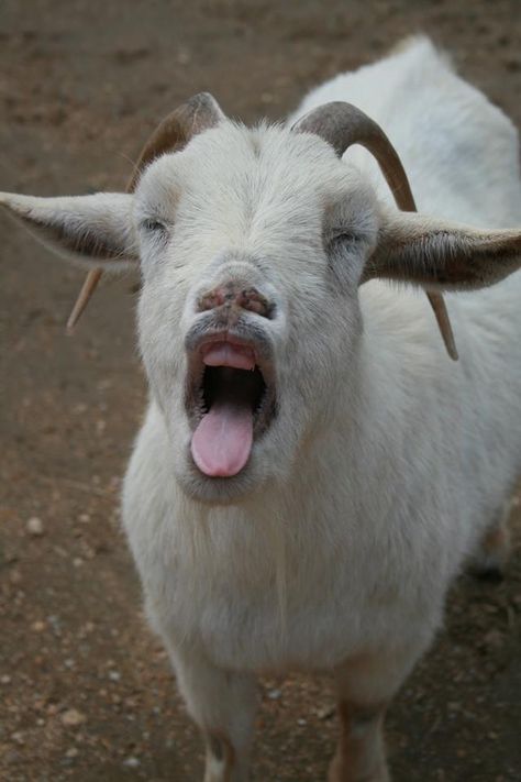 Goat Tongue Goat Artwork, Mini Goats, Goats And Sheep, Funny Dp, Goat Art, Goats Funny, Goat Lover, Cute Goats, Showing Livestock