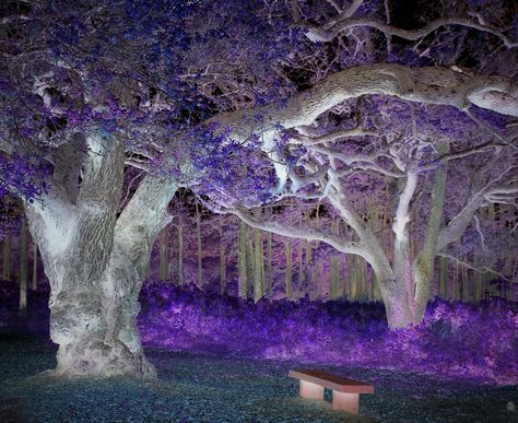 Inverted photo of a forest bench . #invertedphoto #inverted #photography #purple Invert Photo, Make A Video Game, Invert Colors, Ap Art, Photography Wallpaper, Dark Forest, Treasure Hunt, Funky Art, Art Inspo