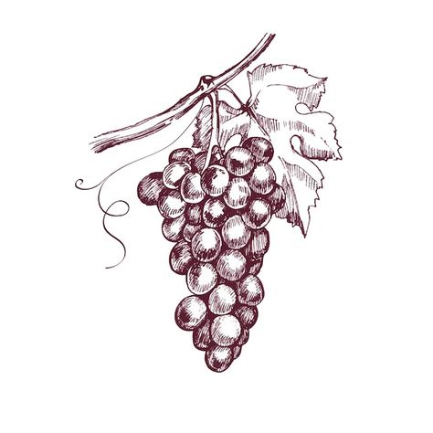 Grape Sketch, Wine Illustration Design, Grapes Sketch, Grape Vector, Grape Tattoo, Grape Illustration, Outline Leaves, Grape Drawing, Wine Glass Drawing