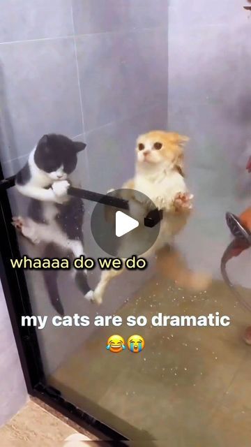 Manic Pixie, Voice Overs, Cat Pictures, Funny Cat Pictures, Sound Design, Color Correction, Cat Gif, Funny Cat, Cat Lady