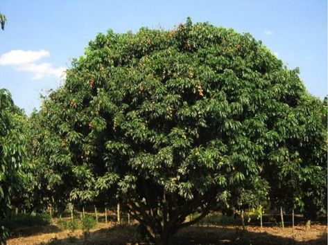 Ramón: el frondoso árbol mexicano que puede transformar nuestro país Ramones, Ram, Grapes, Fruit, Plants