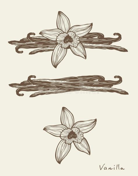 Vanilla Plant Tattoo, Vanilla Bean Flower Tattoo, Vanilla Bean Illustration, Vanilla Bean Tattoo, Vanilla Bean Flower, Vanilla Flower Illustration, Vanilla Flower Tattoo, Vanilla Drawing, Vanilla Tattoo