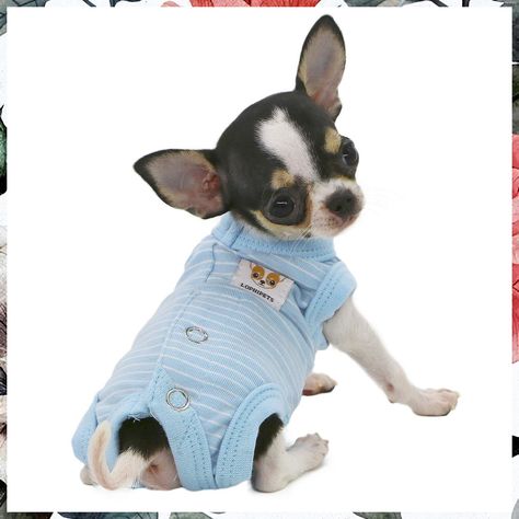 LOPHIPETS Girl Dog Shirts Recovery Suit Pajamas for Puppy Small Dogs Teacup Chihuahua Yorkie Teacup Dog, Chihuahua Clothes, Dog Chihuahua, Tea Cup Dogs, Teacup Chihuahua, Dog Shirts, Girl Dog, Dog Pajamas, Yorkie Puppy