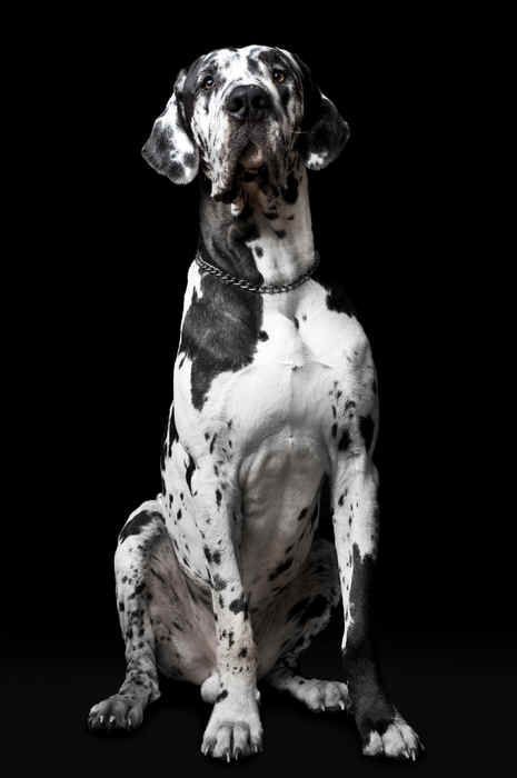 50 of the Best Great Dane Names and Their Meanings | Doggie Designer Merle Great Danes, Great Dane Names, Names And Their Meanings, Harlequin Great Danes, Regard Animal, Dog Breeds Pictures, Dane Puppies, Great Dane Puppy, Dane Dog