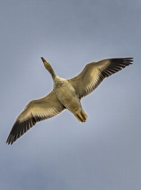 Snow Goose flying overhead. Flying Goose Illustration, Snow Goose Tattoo, Goose Flying, Duck Flying, Goose Drawing, Goose Tattoo, Flying Goose, Geese Flying, Snow Geese