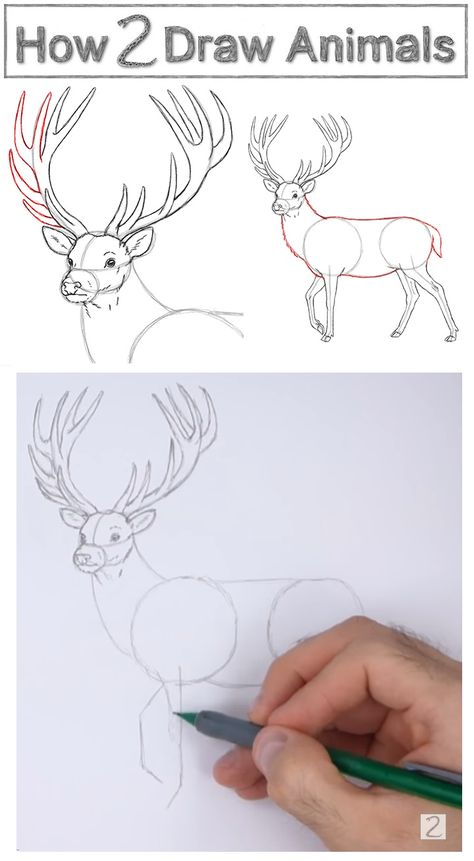 Learn how to draw a deer step-by-step for Christmas #christmasdecor #deerantlers #howtodraw #animaldrawings Deer Drawings Simple, How To Draw A Stag, How To Paint A Deer, Draw A Deer Step By Step, Deer Drawing Simple, How To Draw A Deer Step By Step, How To Draw A Deer, Deer Sketch Step By Step, How To Draw Animals Step By Step