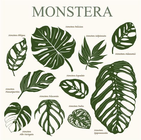 Plant Apartment, Monstera Obliqua, Labyrinth Design, Reference Ideas, Tattoo Reference, Potted Houseplants, Forest Garden, Monstera Deliciosa, Tropical Rainforest