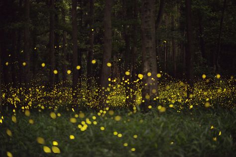 Firefly Painting, Firefly Festival, Flower Festival, Moon Garden, Inner World, Photo Blog, Nature Images, Summer Photography, Photography Portfolio