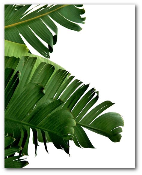 Palm Tree Wall Art, Banana Leaf Print, Palm Tree Art, Tropical Prints, Prints Abstract, Palm Leaves Print, Tropical Leaf Print, Botanical Decor, Tropical Theme