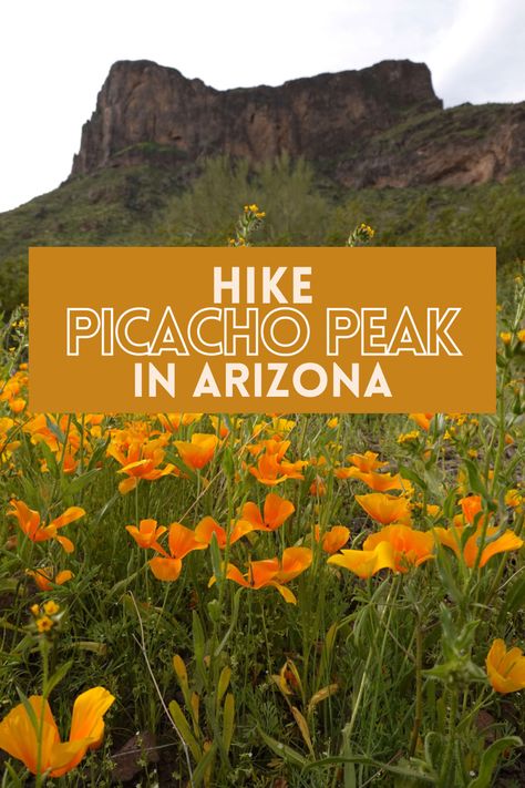 wildflower bloom near picacho peak in arizona Arizona Adventure, Arizona Vacation, Camelback Mountain, Arizona Hiking, Spring Wildflowers, Arizona Travel, American Travel, Take A Hike, Tucson Arizona