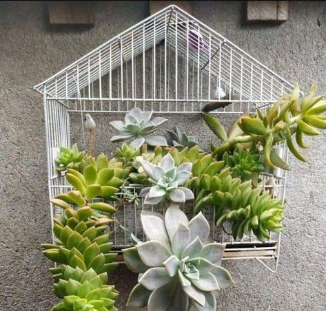 Pallet Garden Walls, Birdcage Planter, Gardening Design Diy, Cage Decor, Succulent Garden Design, Vertical Garden Wall, Bird Cage Decor, Container Gardening Flowers, Recycled Garden