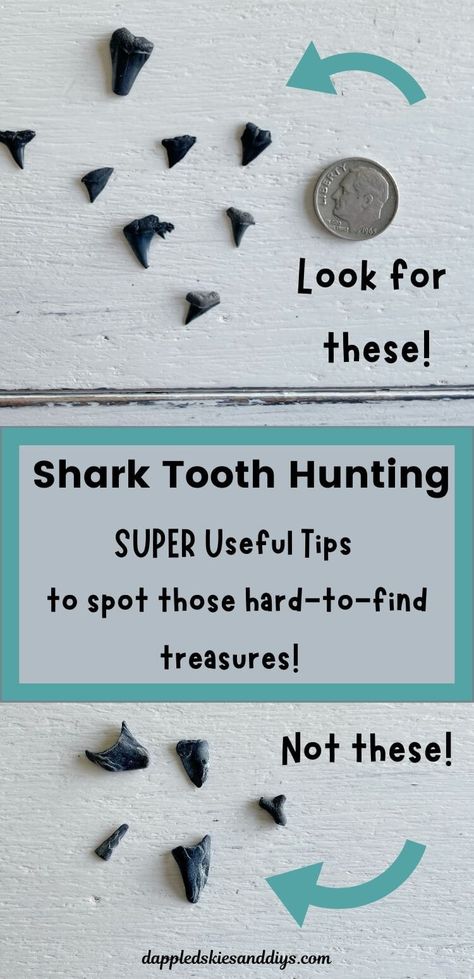 Shark Tooth Hunting Tools, Shark Teeth Identification, Sharks Teeth Crafts, Shark Tooth Crafts, Beach Activities For Kids, Shark Tooth Hunting, Shark Teeth Crafts, Nature Activities For Kids, Seashell Diy