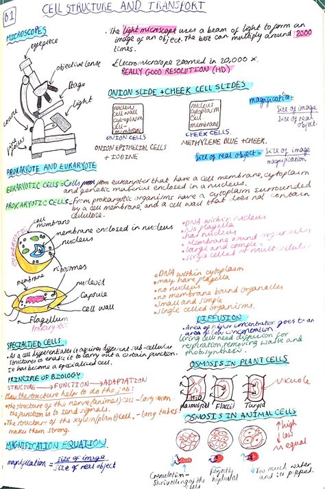 Combined Science Gcse Notes, Biology Revision Gcse Aqa Paper 1, Biology Paper 1 Revision, Biology Help, Gcse Tips, Gcse Science Revision, Revision Cards, Science Formulas, Anatomy Notes