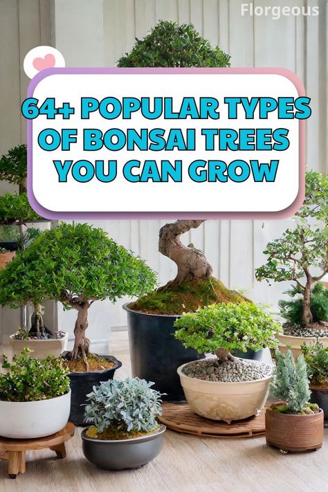 Types of Bonsai Trees Types Of Bonsai Trees, Tree Types, Bonsai Pruning, Japanese Bonsai Tree, Maple Bonsai, Rain Tree, Bonsai Care, Bonsai Tree Types, Pine Bonsai