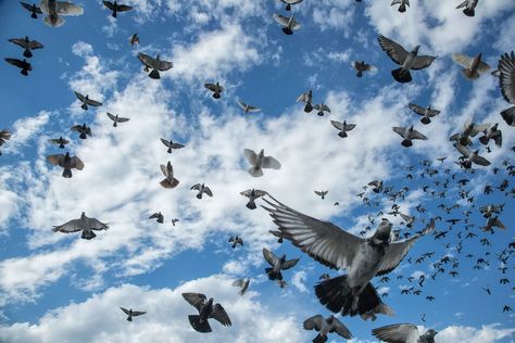 Striking Photos of the Pigeon Flocks of Brooklyn’s Rooftops Pigeons Flying, Pigeon Cage, Homing Pigeons, Pigeon Loft, Joel Sartore, Birds In The Sky, Secret Life Of Pets, Pet Monkey, Dslr Background Images