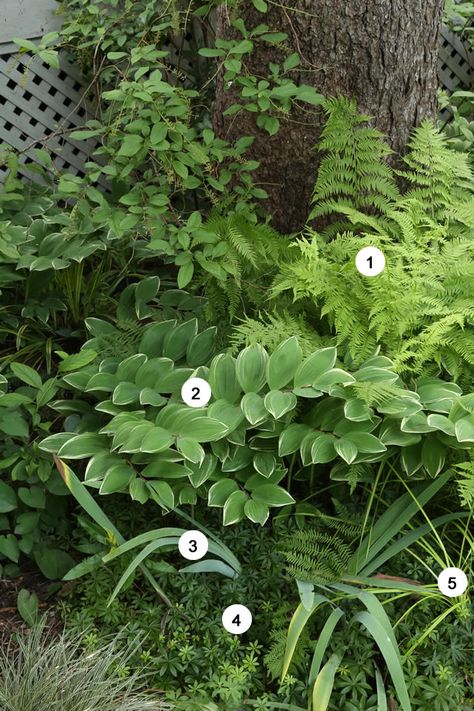 Fern Planting Combinations, Hosta Fern Garden, Hosta And Fern Garden, Fern Garden Design, Deep Shade Garden Ideas, Fern Companion Plants, What To Plant With Hostas, Fern Border, Cottage Plants