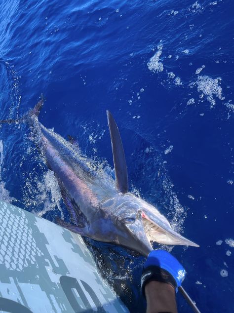 Swordfish Charters with Miss Britt Charters is a premier fishing charter service in Miami, FL. They offer exceptional deep-sea fishing experiences, led by experienced captains. With state-of-the-art boats and top-notch equipment, they target prized species like swordfish, marlin, and sailfish. Their personalized service ensures a memorable trip tailored to your preferences. Book with Swordfish Charters for an unforgettable Miami fishing adventure. Florida Vibes, Florida Fishing, Saltwater Fish, Charter Boat, Fishing Adventure, Deep Sea Fishing, Fishing Charters, Sea Fishing, Sea Fish