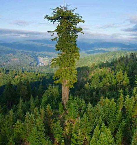 Hyperion, the world's tallest tree at 379.7 feet (115.61 meters) Redwood National Park, California Sequoia Sempervirens, Coast Redwood, Socotra, Redwood National Park, Giant Tree, Redwood Tree, Photographer Inspiration, Redwood Forest, California National Parks