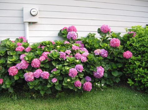 Hydrangea- growing in northeast Florida Hydrangea In Florida, Hydrangea Annabelle, Hydrangea Tree, Hydrangea Landscaping, Florida Landscaping, Flowering Bushes, Gardening Inspiration, Hydrangea Care, Growing Hydrangeas