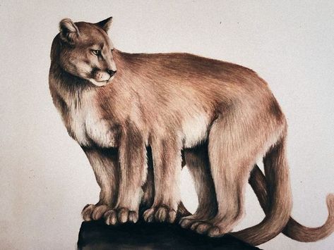 Wampus Cat, American Wizarding School, Native American Mythology, Magical Creature, Fantastic Beasts And Where, Creature Drawings, Mountain Lion, Creature Concept Art, Progress Pictures