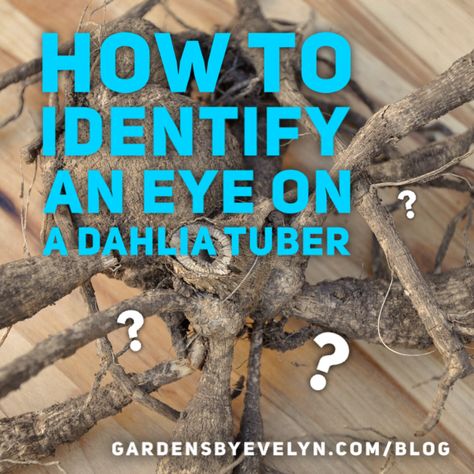 Are you unsure of what or where the eye is on a dahlia tuber? Do you have a tuber with small eyes that are hard to spot?  Identifying eyes on a dahlia tuber proves that it is able to grow. Ideally, dahlia tubers should also be planted with their eyes facing up. However, sometimes these eyes are pretty hard to spot. Learn how to identify dahlia tuber eyes. How To Divide Dahlia Tubers, Saving Dahlia Tubers, How To Plant Dahlias, Dahlia Tuber Planting, Waking Up Dahlia Tubers, Planting Dahlia Tubers, How To Plant Dahlia Tubers, Dahlia Flower Garden, Dahlia Care