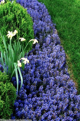 The Best Plants to Grow Between Stepping Stones & Pavers from Wilson Bros Gardens Walkthrough Garden Ideas, Garden Pathways Ideas, Simple Garden Ideas, Red Creeping Thyme, Log Cottage, Lake Landscaping, Evergreen Groundcover, Creeping Thyme, Garden Pathways