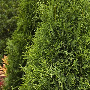 10 Evergreen Shrubs for Privacy (Zone: 3 – 7) | Grow Beautifully Danica Arborvitae, Evergreens For Shade, Shrubs For Privacy, Low Growing Shrubs, Tall Shrubs, Italian Cypress, Monrovia Plants, Evergreen Hedge, Thuja Occidentalis