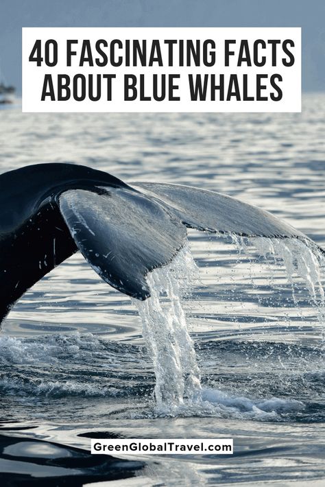 Facts About Whales, Blue Whale Facts, Blue Whale Size, Habitat Project, Whale Migration, Whale Poster, Big Blue Whale, Whale Facts, Whale Species