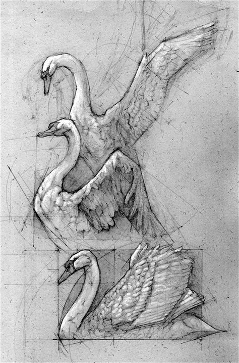 swan sketch by andrew prasetya Swan Drawings, Swan Drawing, Arte Pin Up, Kunst Inspiration, Toned Paper, Scientific Illustration, Animal Sketches, Arte Animal, Bird Drawings