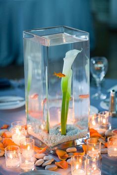 I died LOL!!!! This is obviously a sign. Goldfish Centerpiece, 3d Aquarium Background, Calla Lily Centerpieces, Fish Centerpiece, Beach Centerpieces, Aquatic Pets, Beautiful Shells, Beach Wedding Centerpieces, Fishing Wedding