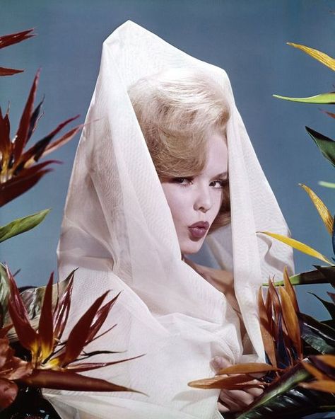 Grapefruit Moon Gallery on Instagram: "💋 joey heatherton 💋⁠ ⁠ A stage performer since childhood, Heatherton studied ballet with George Balanchine, then jazz dancing and acting. Among her early credits was the Broadway production of "The Sound of Music". She was "introduced" in 1963's "Twilight of Honor", though the film hardly constituted her first appearance before the cameras. Few beyond Heatherton's most fervent fans can remember much about her film work, she is more famous for her wriggly, Joey Heatherton, Tuesday Weld, Her Film, George Balanchine, The Sound Of Music, Vietnam Tours, Bob Hope, Kodak Film, Popular Movies