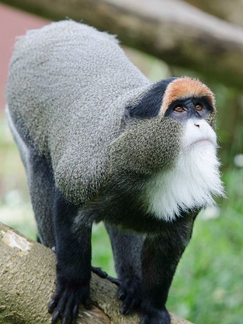 This is the De Brazza’s monkey! ( Cercopithecus neglectus) Native to a wide range in Central Africa's riverine forests and wetlands. Capable swimmers and referred to as swamp monkeys, they settle within one mile (1.6km) of water sources. Quiet and shy, they primarily communicate via visual and scent cues in dense forests to escape prying eyes. Threatened by deforestation, hunting, and the wildlife trade. They are listed as Least Concern. Read their story! African Monkey, Monkey Types, Monkey Species, Elephant Shrew, Law Of The Jungle, Houston Zoo, Central Africa, Cute Monkey, Water Sources