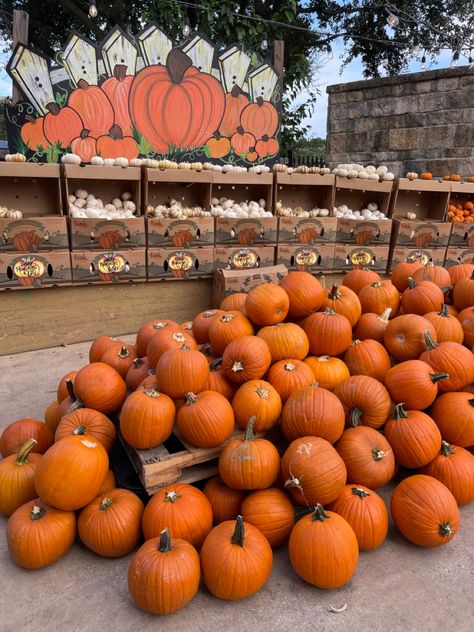 October Goals, Pumpkin Patch Aesthetic, Pumpkin Patch Photography, Spooky Activities, Fall Aesthetic Pictures, Seasonal Aesthetic, Filler Instagram, Fall Core, Colocasia Esculenta