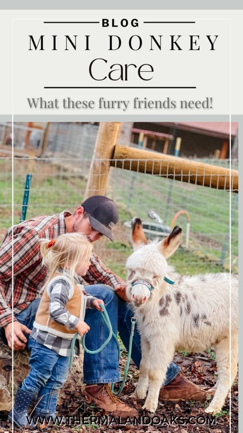 Donkey Paddock Ideas, Mini Donkey Photo Shoot, Miniature Farm Animals, Donkey Enclosure Ideas, Donkey Pen Ideas, Miniature Donkey Shelter, Mini Donkey Care, Mini Donkey Shelter, Minature Donkeys