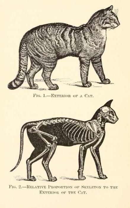 #boden #magicalmenagerie cat skeleton Skeleton Anatomy, Cat Skeleton, Cat Anatomy, Animal Skeletons, Cat Reference, Animal Study, Animal Bones, Scientific Illustration, Anatomy Drawing