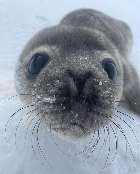 Cute Seal Aesthetic, Antarctic Aesthetic, Seals Aesthetic, Antarctica Aesthetic, Seal Aesthetic, Antarctica Animals, Ice Animals, Seals Cute, Antarctic Animals