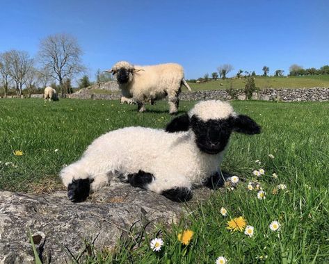 Valais Blacknose Sheep, Baby Farm Animals, Cute Lamb, Natural Pond, Sheep And Lamb, Cute Sheep, Silly Animals, Cute Wild Animals, Cute Creatures