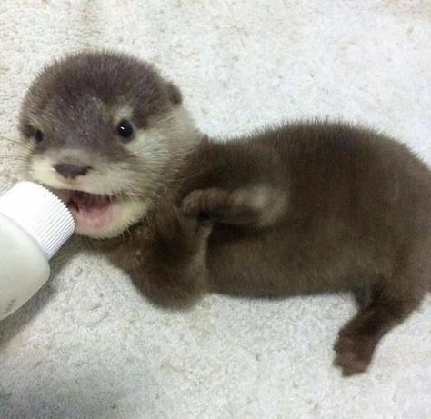 Cute-Baby-Sea-Otters Baby Sea Otters, Baby Otter, Otters Cute, Cute Ferrets, Baby Otters, Cute Small Animals, Cute Animals Puppies, Baby Animals Pictures, Animale Rare